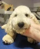 Sadie, a female Goldendoodle for sale in Halifax, VA – Photo 2 of 7