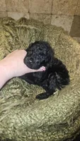 Mario, a male Goldendoodle for sale in Halifax, VA – 1 of 3