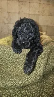 Mario, a male Goldendoodle for sale in Halifax, VA – 3 of 3