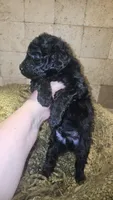 Mario, a male Goldendoodle for sale in Halifax, VA – 2 of 3