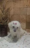 Willow, a female Bichpoo for sale in Halifax, VA – 4 of 5