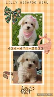 Lilly, a female Bichpoo for sale in Halifax, VA – 2 of 2