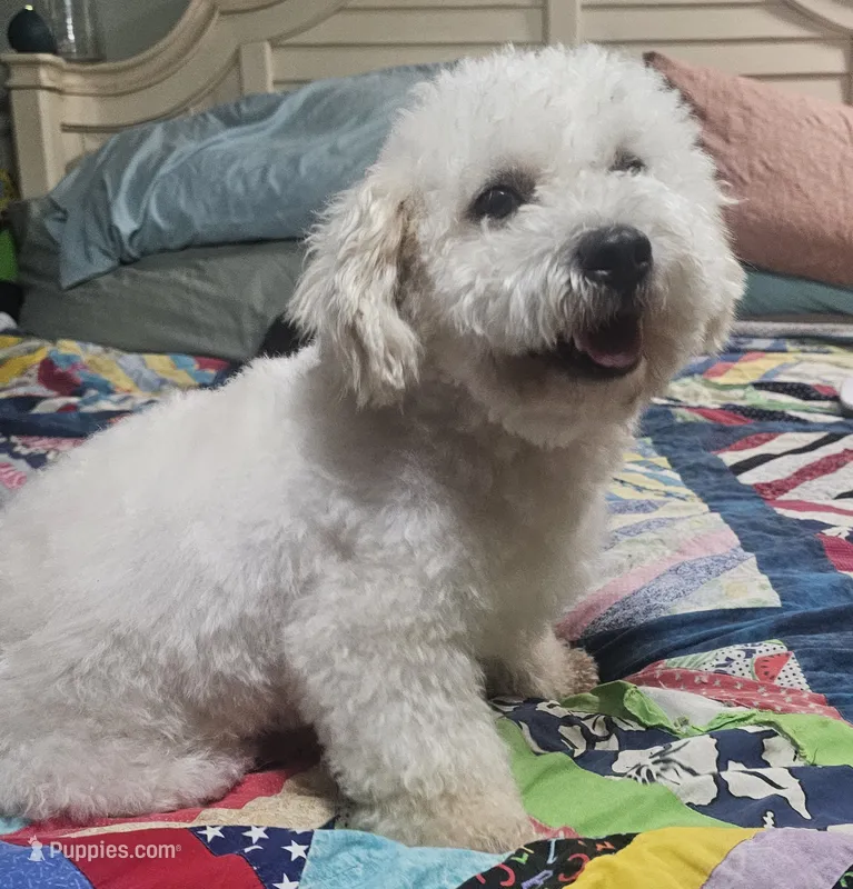 Skippy  – Bichpoo puppy for sale in Halifax, VA