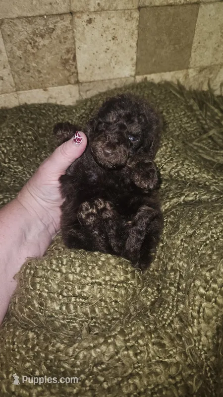 Buster – Goldendoodle puppy for sale in Halifax, VA