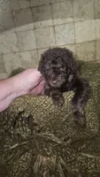 Buster, a male Goldendoodle for sale in Halifax, VA – 2 of 3