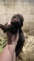 Buster, a male Goldendoodle for sale in Halifax, VA – 3 of 3