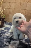 Radar, a male Bichpoo for sale in Halifax, VA – 3 of 6