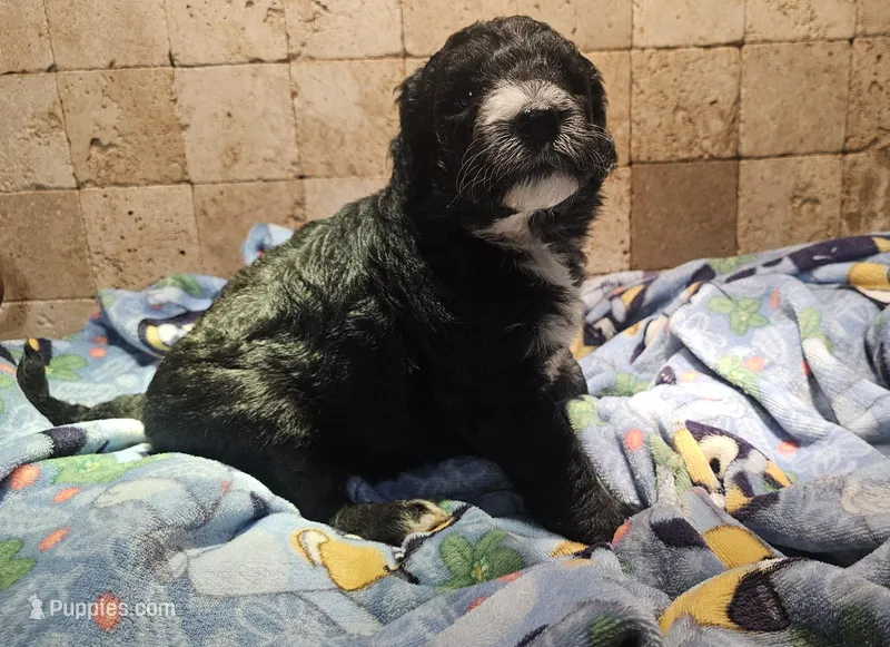 Ebony – Sheepadoodle puppy for sale in Halifax, VA