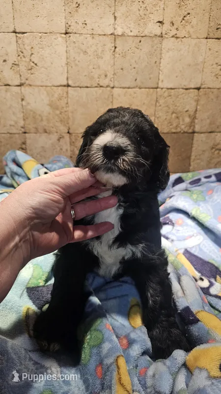 Ebony – Sheepadoodle puppy for sale in Halifax, VA