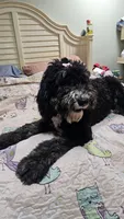 Bella, a female Sheepadoodle for sale in Halifax, VA – 7 of 7