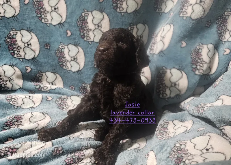 Josie – Poodle - Standard  puppy for sale in Halifax, VA