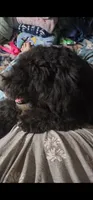 Bella, a female Sheepadoodle for sale in Halifax, VA – 2 of 4
