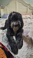 Bella, a female Sheepadoodle for sale in Halifax, VA – 6 of 7