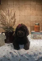 Josie, a female Poodle - Standard  for sale in Halifax, VA – 4 of 8
