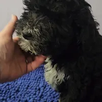 Orange collar boy Sheepadoodle, a male Sheepadoodle for sale in Halifax, VA – Photo 4 of 6
