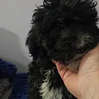 Orange collar boy Sheepadoodle, a male Sheepadoodle for sale in Halifax, VA – Photo 6 of 6