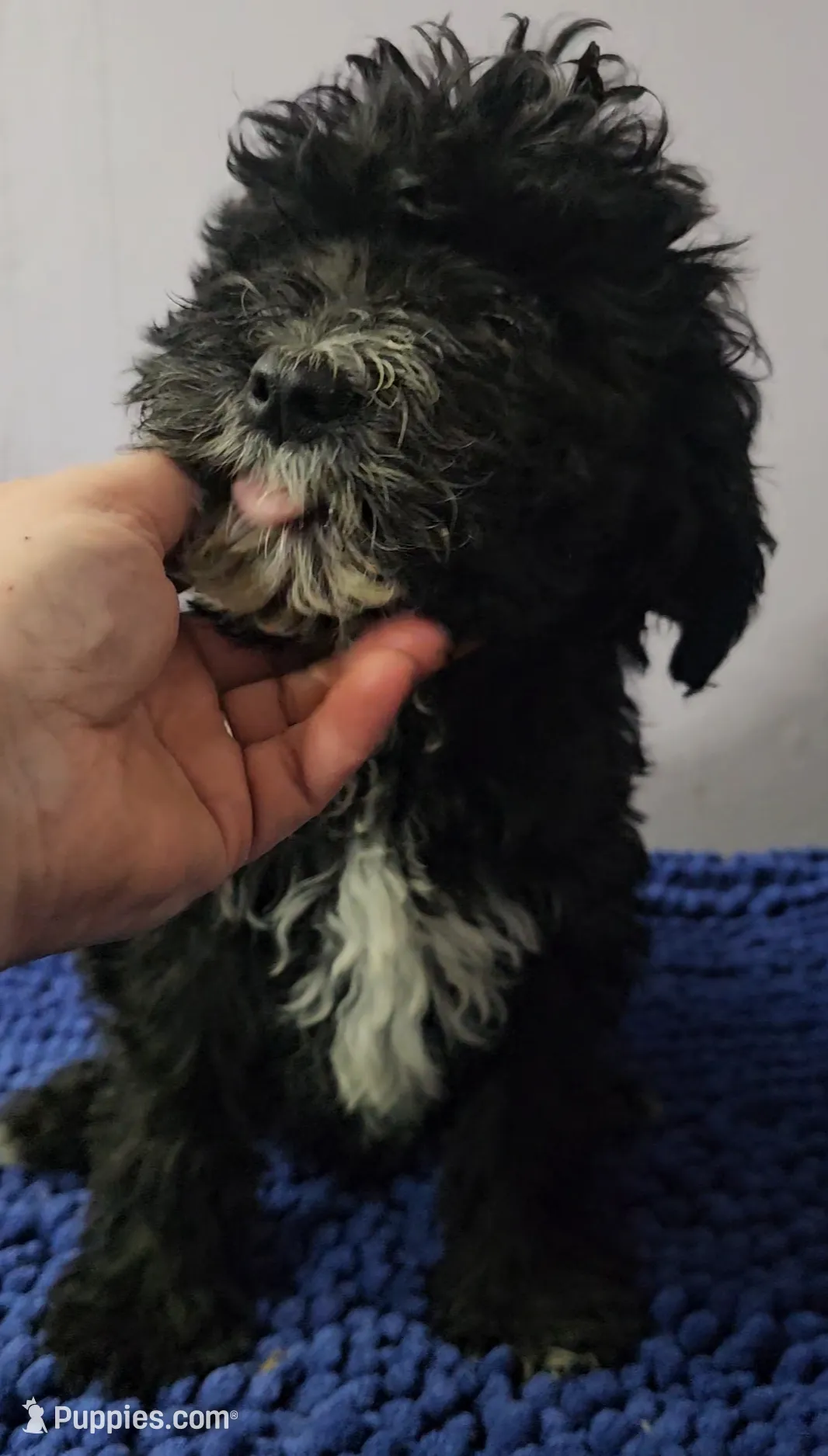 Orange collar boy Sheepadoodle