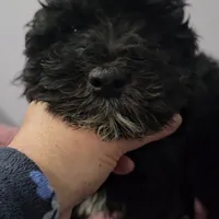 Orange collar boy Sheepadoodle, a male Sheepadoodle for sale in Halifax, VA – Photo 5 of 6