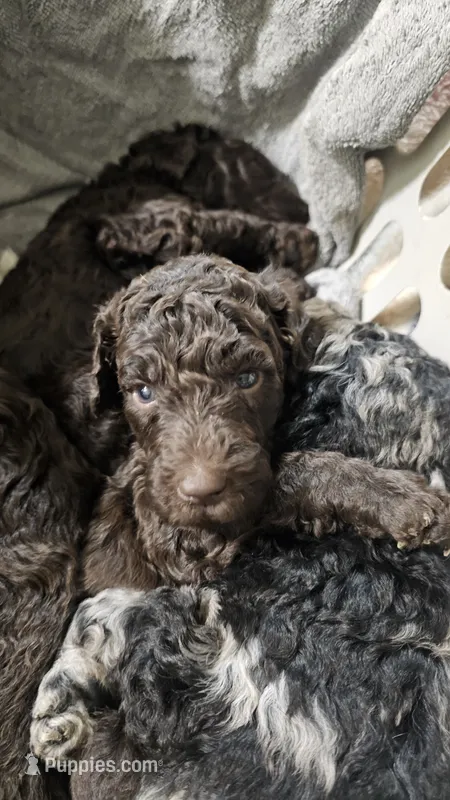 Josie – Poodle - Standard  puppy for sale in Halifax, VA