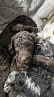 Josie, a female Poodle - Standard  for sale in Halifax, VA – 1 of 1