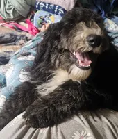 Bella, a female Sheepadoodle for sale in Halifax, VA – 3 of 4
