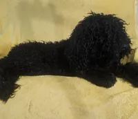 Brody, a male Poodle - Standard  for sale in Halifax, VA – Photo 3 of 3