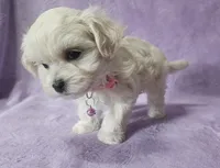 Lacie, a female Mal Shi for sale in Halifax, VA – Photo 3 of 5