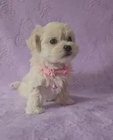 Lacie, a female Mal Shi for sale in Halifax, VA – Photo 1 of 5