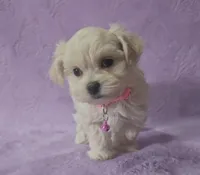 Lacie, a female Mal Shi for sale in Halifax, VA – Photo 4 of 5