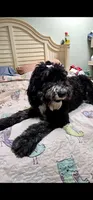 Bella, a female Sheepadoodle for sale in Halifax, VA – 5 of 7