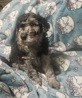 Rocco, a male Poodle - Standard  for sale in Halifax, VA – 6 of 7