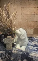 Radar, a male Bichpoo for sale in Halifax, VA – 4 of 6