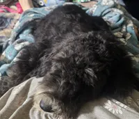Bella, a female Sheepadoodle for sale in Halifax, VA – 4 of 4