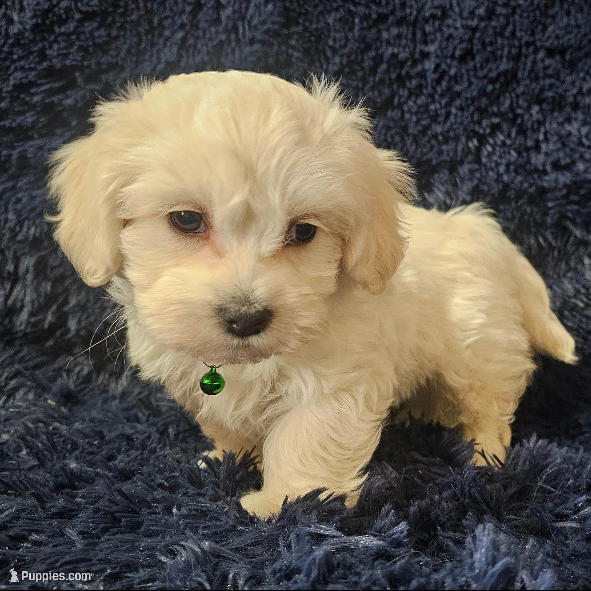 Jackson, a male Mal Shi for sale in Halifax, VA – Photo 3 of 5