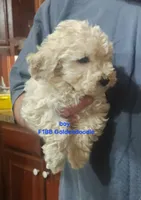 Sammy, a male Goldendoodle for sale in Halifax, VA – Photo 1 of 2