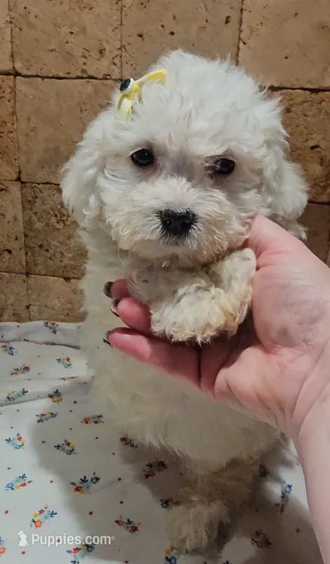 Sadie – Bichpoo puppy for sale in Virgilina, VA