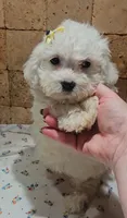 Sadie, a female Bichpoo for sale in Virgilina, VA – 3 of 5