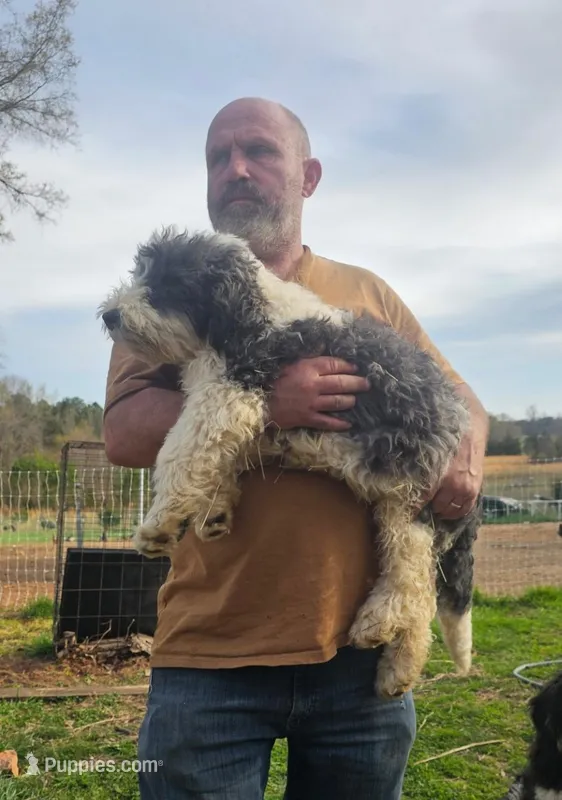 Jackson – Bichpoo puppy for sale in Halifax, VA