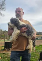 Jackson, a male Bichpoo for sale in Halifax, VA – Photo 1 of 6