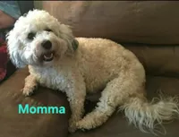 Jackson, a male Bichpoo for sale in Halifax, VA – Photo 6 of 6