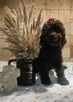 Josie, a female Poodle - Standard  for sale in Halifax, VA – 3 of 8