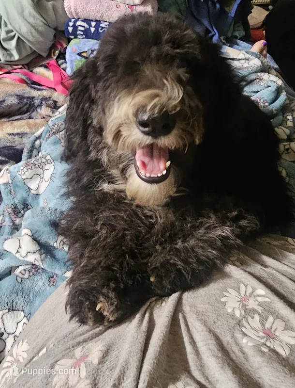 Bella – Sheepadoodle puppy for sale in Halifax, VA