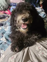 Bella, a female Sheepadoodle for sale in Halifax, VA – 1 of 4