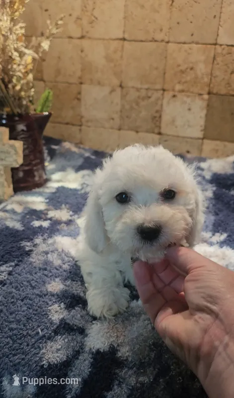 Radar – Bichpoo puppy for sale in Halifax, VA