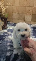 Radar, a male Bichpoo for sale in Halifax, VA – 1 of 6