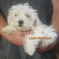 Layla, a female Poodle - Miniature  and Mal Shi for sale in Halifax, VA – Photo 2 of 5