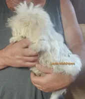 Layla, a female Poodle - Miniature  and Mal Shi for sale in Halifax, VA – Photo 3 of 5