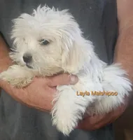 Layla, a female Poodle - Miniature  and Mal Shi for sale in Halifax, VA – Photo 4 of 5