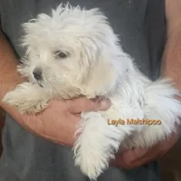 Layla, a female Poodle - Miniature  and Mal Shi for sale in Halifax, VA – Photo 1 of 5