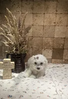 Willow, a female Bichpoo for sale in Halifax, VA – 5 of 5